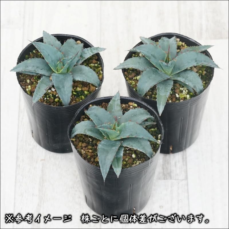 Amazon.co.jp: アガベ「ショータイム（Sho-Time）」交配種（オバティ