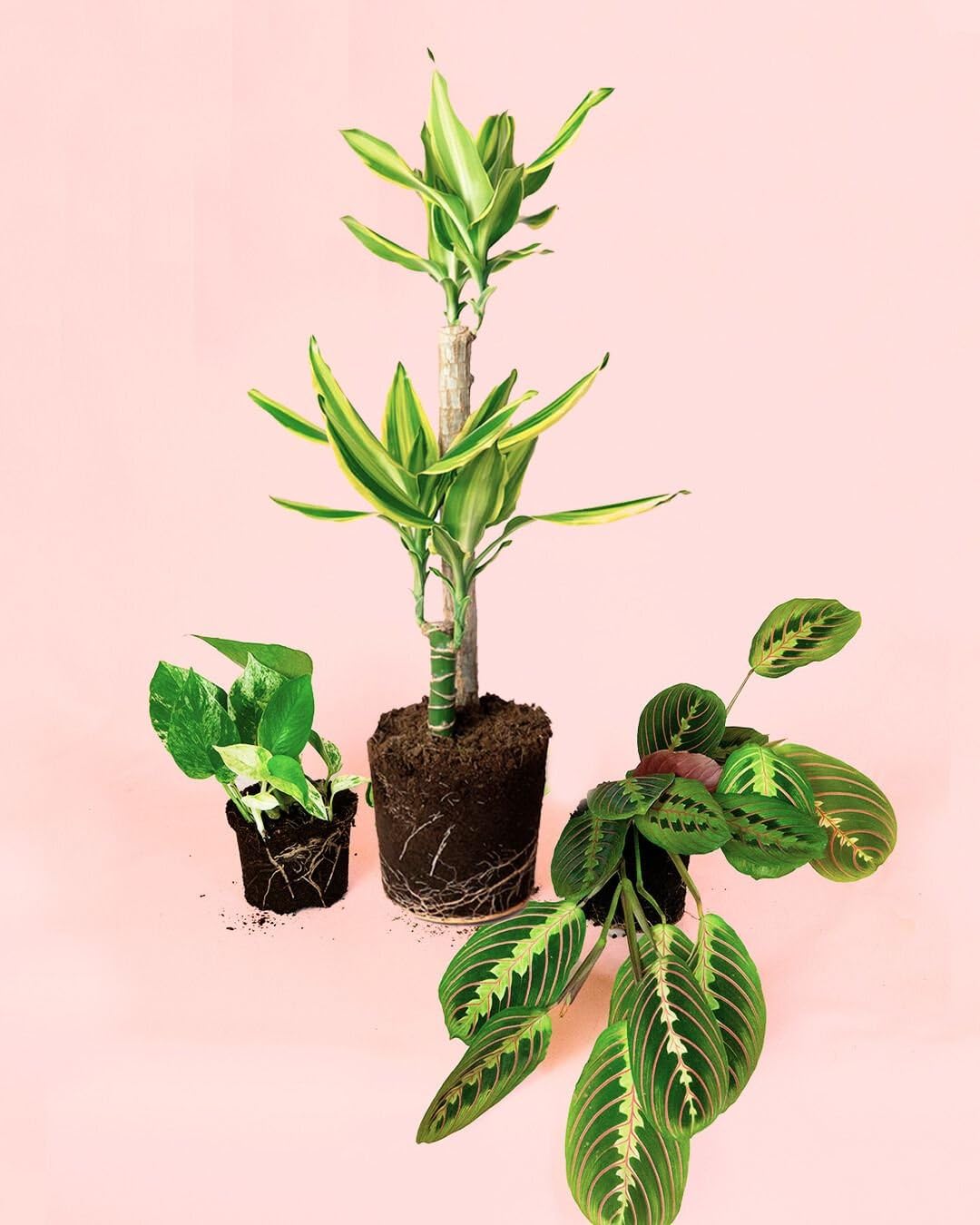 Pack 3x Plantas M Fáciles de Cuidar | Plantas Interior | Pur Plant