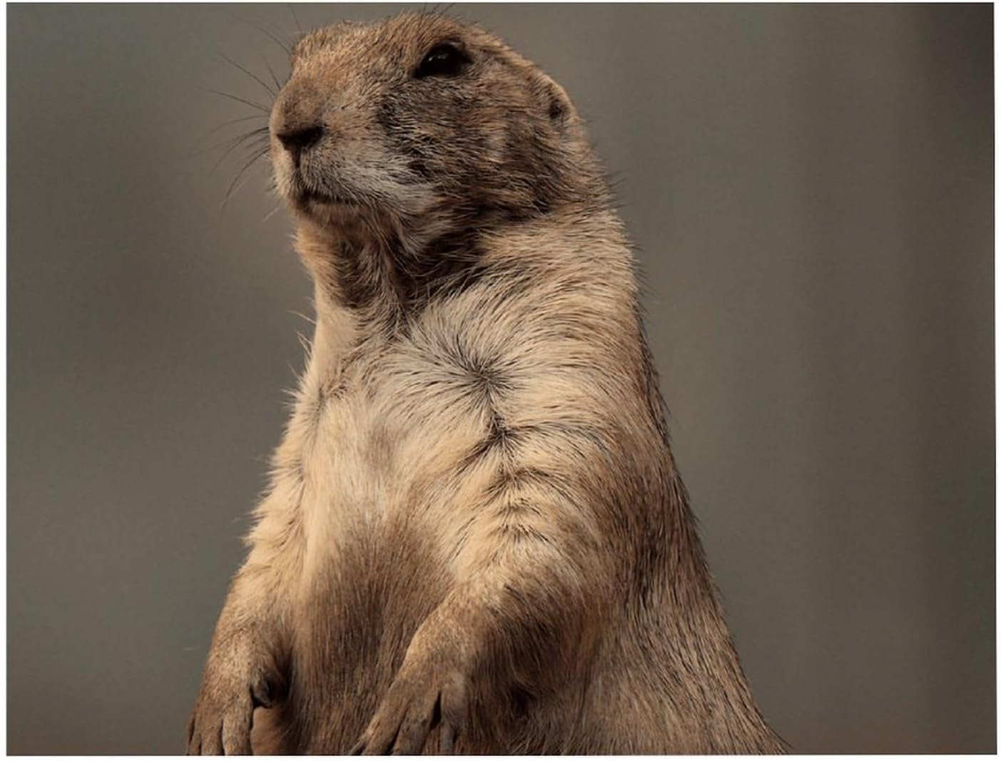 Prairie Dog Printed Diamond 5D Painting Kits DIY Full Drill Crafts for Home Wall Decor 16x20 Inch Blackwood 50 * 40cm