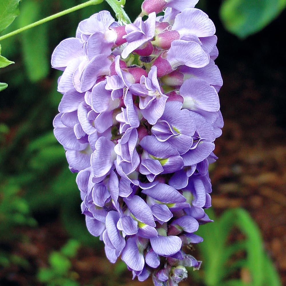 Yougarden Lilac, Green Wisteria 'Amethyst Falls', 2 X 15Cm Pots, Lilac Wisteria Plant Outdoor Garden Ready Perfect For Patios And Porches. Potted Plants For Garden
