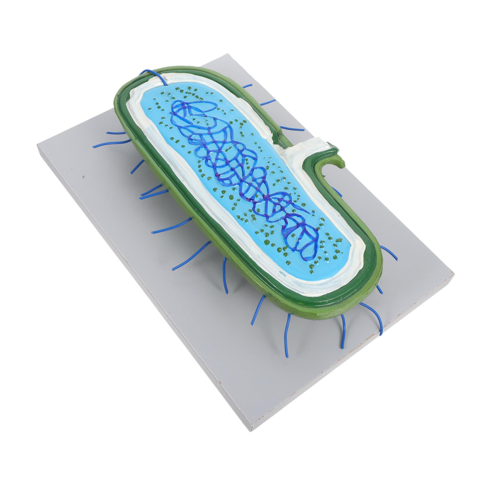 Anatomisches Zellkernmodell Vergrößert Tierzellstruktur mit Organellen für Biologieunterricht Schüler Wissenschaftliches Lehrmittel für Klassenzimmer