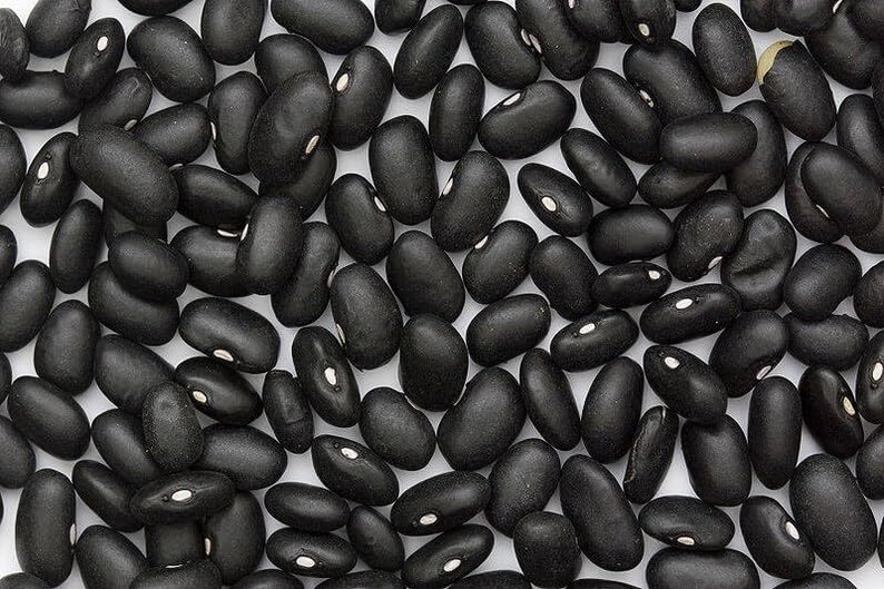 Black Turtle Bush Bean Phaseolus Vulgaris Seeds -600 Seeds-image-31