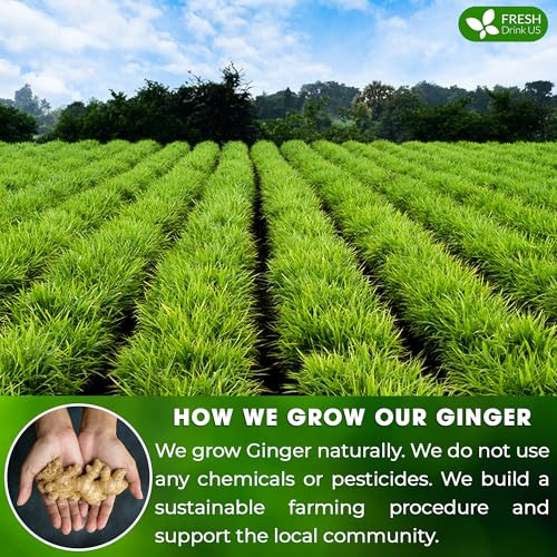 Image of FRESHDRINKUS 55 Ginger Tea Bags, 100% Natural & Pure Herbal Tea, No Sugar, No Caffeine, No Gluten, Vegan