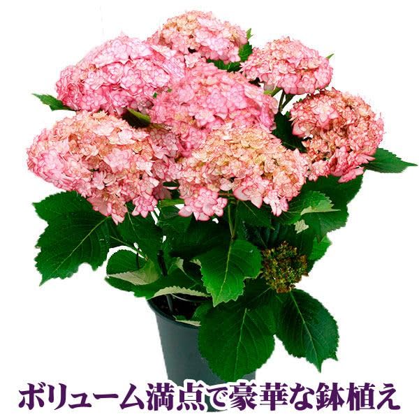 Amazon.co.jp: アジサイ 鉢花 お買得 紫陽花おまかせ福袋 (花色