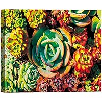 SIGNWIN Canvas Wall Art Yellow Green and Red Echeveria Elegans Twin Berry Succulents Botanical Plants Photography Modern Art for Living Room, Bedroom, Office - 12x18 inches