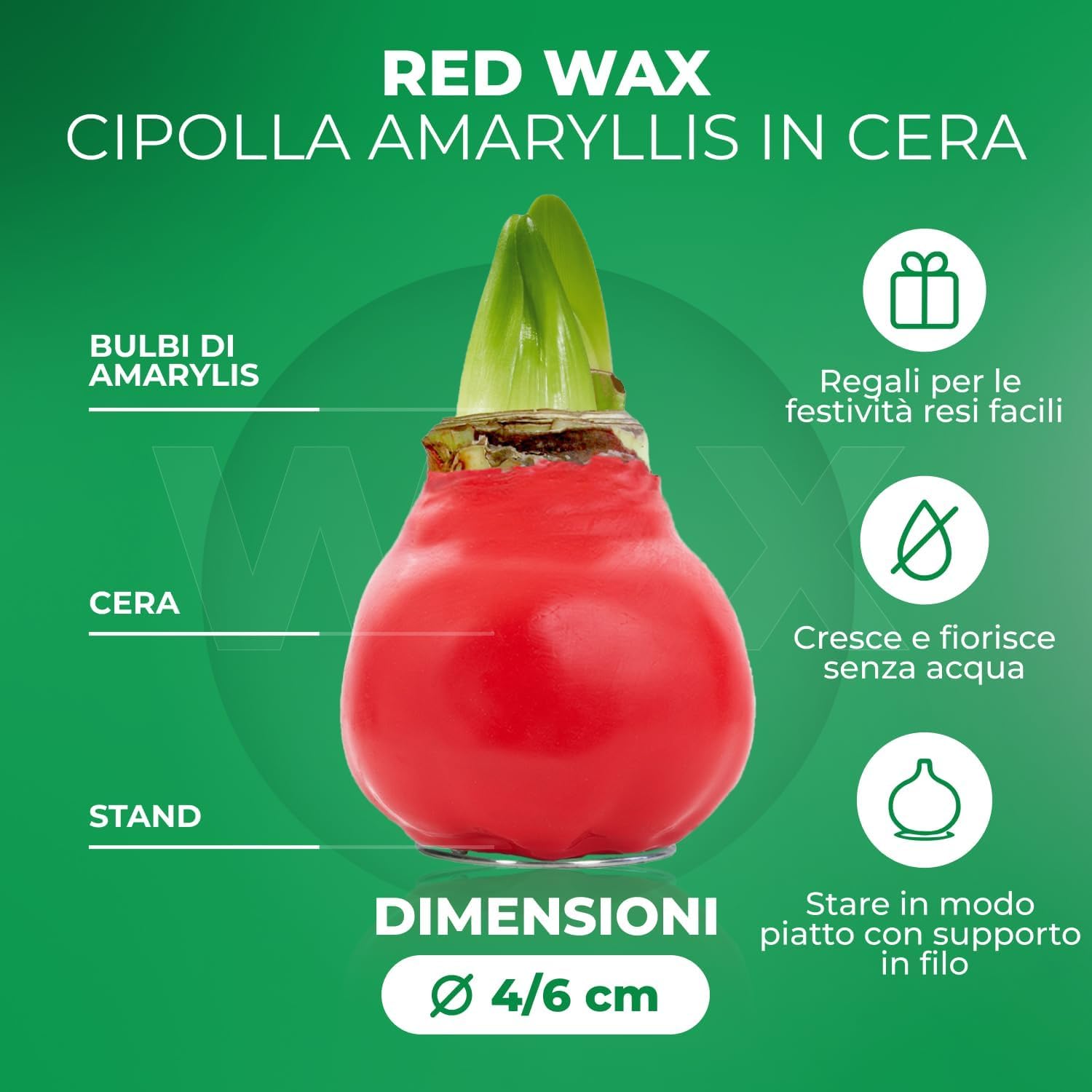 Bulbi di Amaryllis Cera Bianco-Rosso