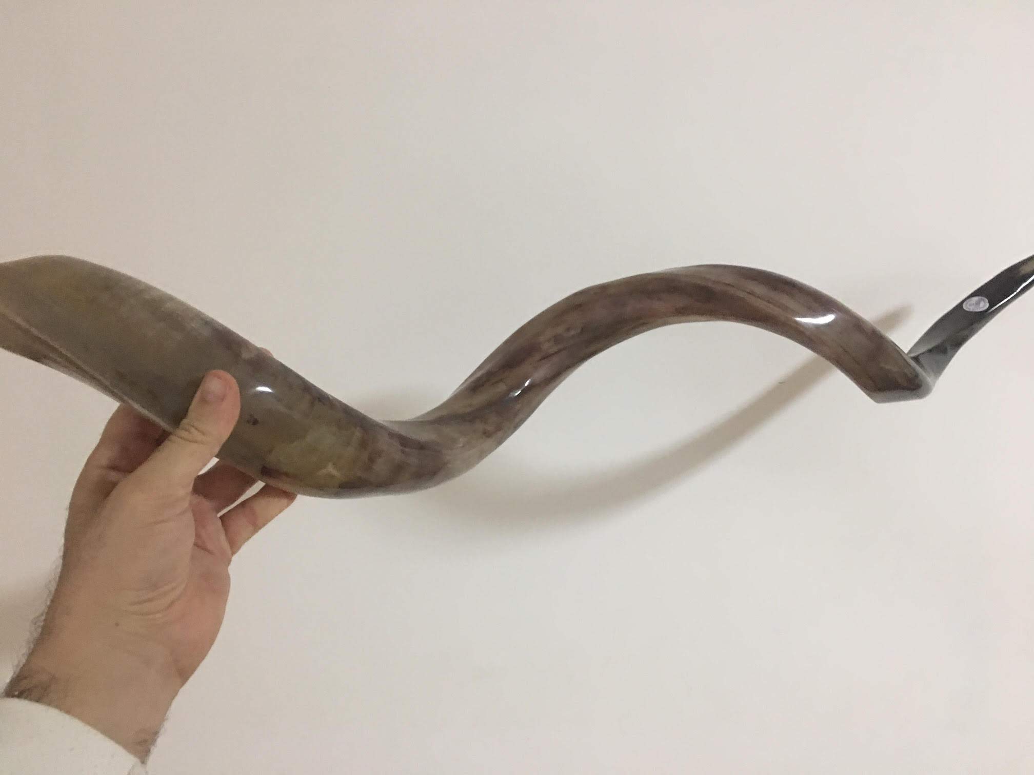 Jumbo Huge 104,1 cm Kudu Yemenit Horn Shofar Koscher All Polished