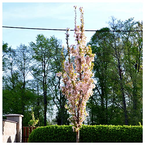 Japanese Amanogawa Pink Flowering Cherry 4-5ft Tall in a 3L Pot Upright Growing Prunus Serrulata 3fatpigs