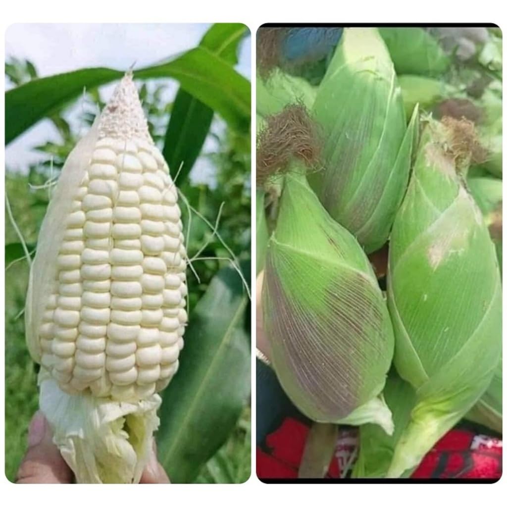 DIASPORA ASIAN SEEDS Waxy Corn