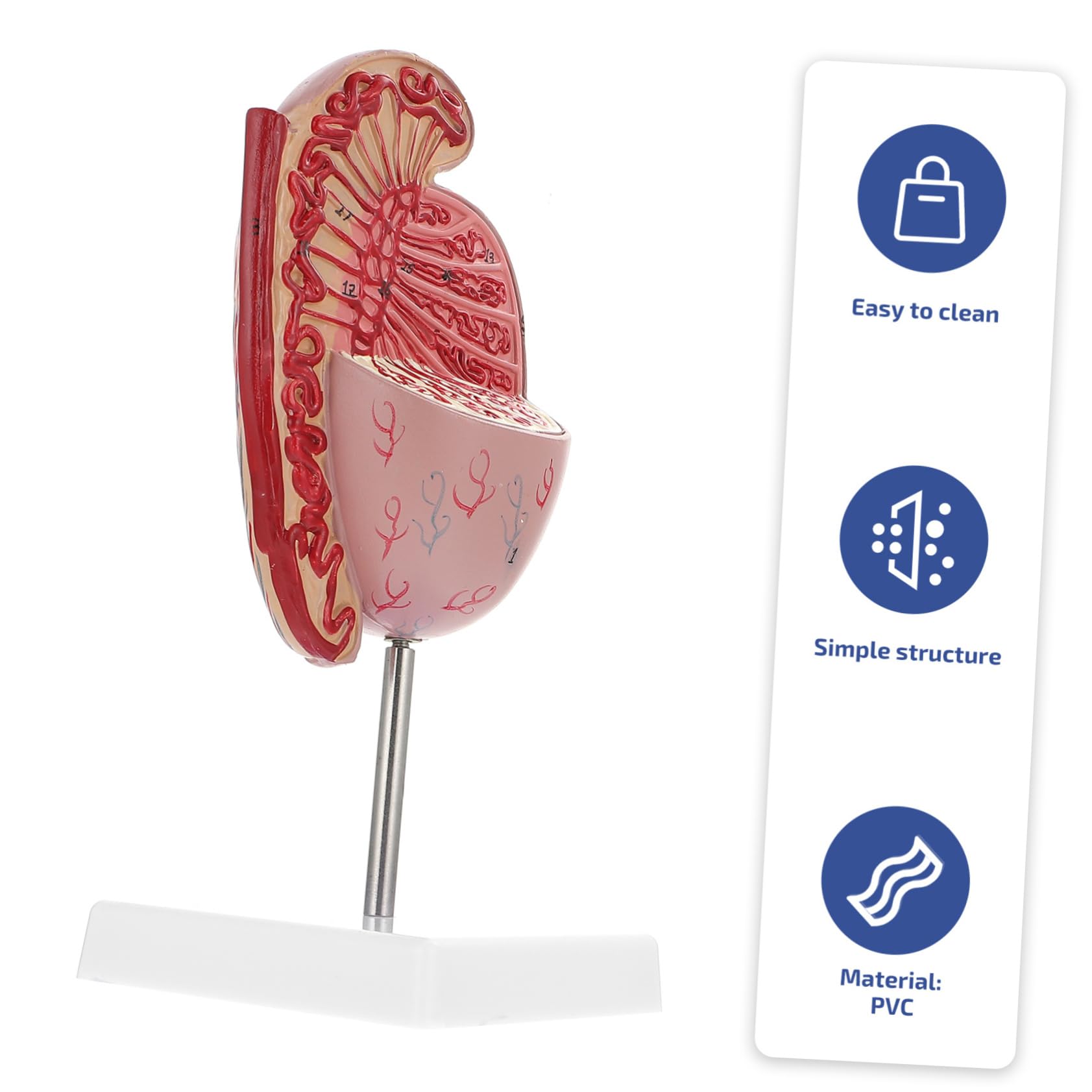 Männliches Anatomiemodell Flexibles Lehrmittel Für Humanorgane Material Realistische Details Für Anatomieunterricht Und Ausbildung Für Schüler Und Interessierte