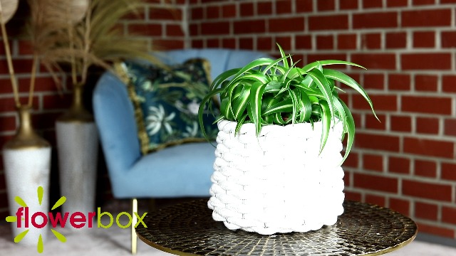 monstera blätter reißen nicht ein Monstera Blätter Poster main image 0