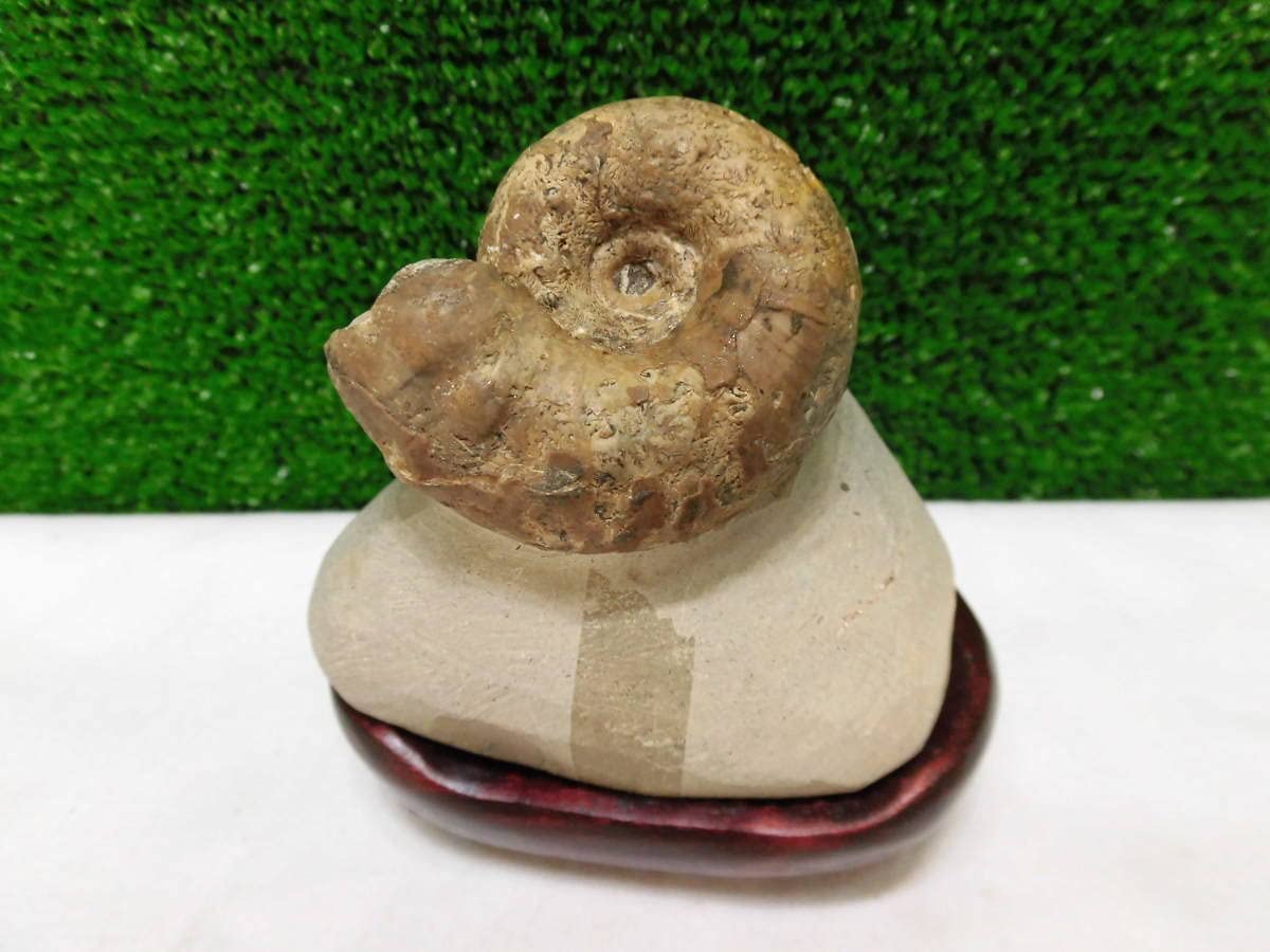 アンモナイト　遺品整理 Amazon | 化石、メヌイテスアンモナイト＝（殻付き、巻き最高に良い