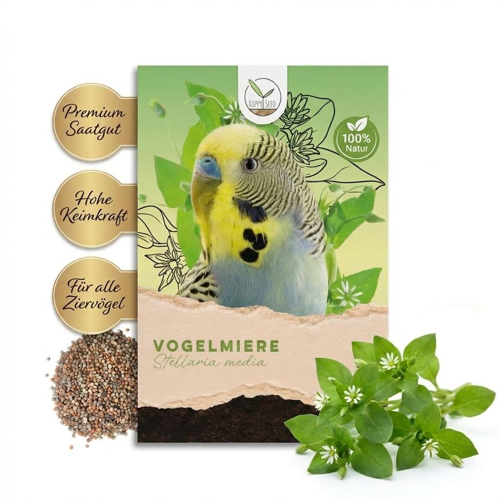 Vogelmiere Samen (Stellaria media) - Wertvolle Heilpflanze und beliebte Futterpflanze für Wellensittiche und viele andere Vögel (Vogelmiere)