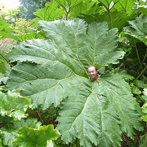 Pinkdose Mammutblatt Pflanze auch genannt Riesen Rhabarber Pflanze wchst  im Halbschatten Groer Bltter im Freien Pflanze im Garten 50 PC/Beutel :  Amazon.de: Garten