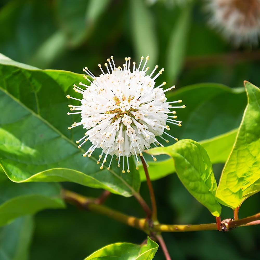 新品 花鳥・アメリカムシクイ スミレ サクラソウ カナダ・ステンドグラス社 ステンドグラスのカワセミサンキャッチャー：鳥の窓飾り、室内