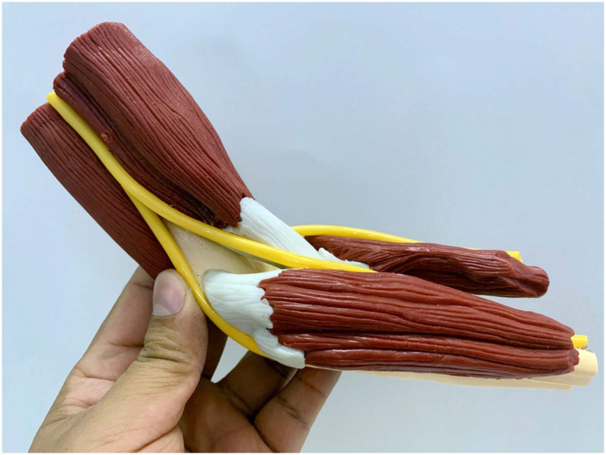 Sjdopulse Cup A Human Muscles Elbow Joint - Medical Anatomical Muscles Elbow Joint With Nerve Ligament - Pvc Material Hand Joint Skeleton Bone Model (A)