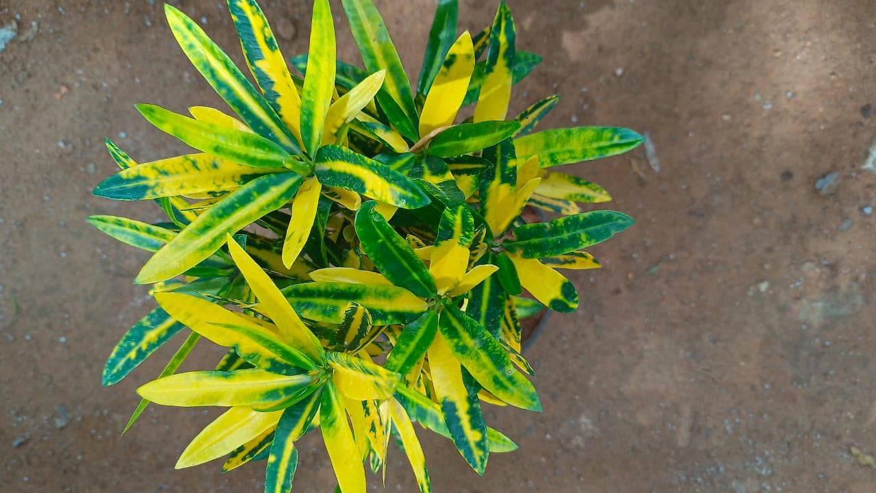Anuraj farms,Croton Gold Dust Thin/thick Leaves, Gold Dust Croton LIVE Plant (thick) (B0CC9DYQND) Amazon Price History, Amazon Price Tracker