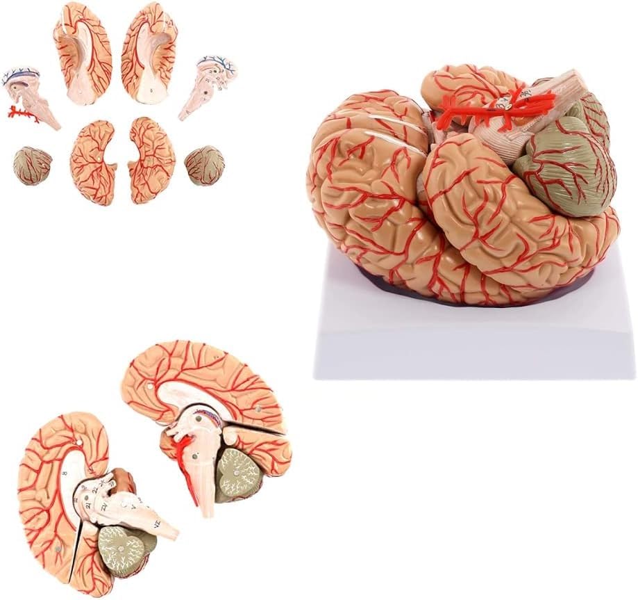 Amazon.co.jp: 解剖学的にヒトの脳の部分の模型、脳の解剖学的