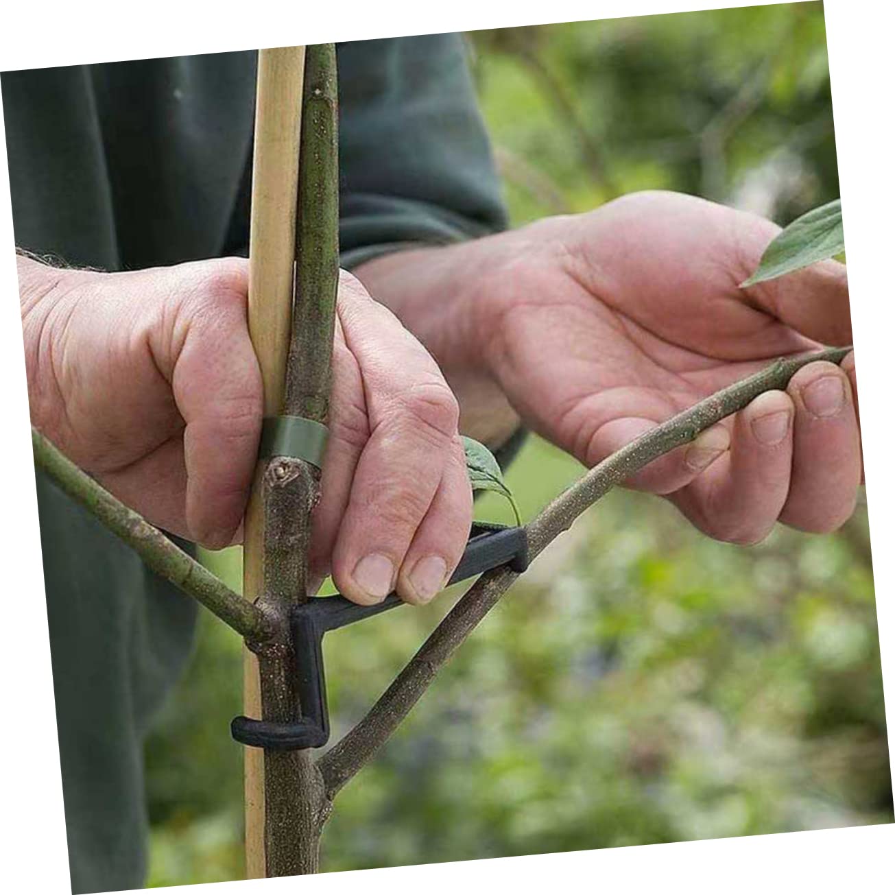 BESPORTBLE 50pièces Outils De Modélisation De Branches pour Plantes Écarteurs Réglables PE Accessoire De Jardin pour Contrôle De Croissance Forme des Plantes