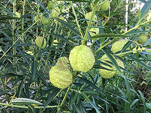 Gomphocrpus Milk Weed Seed product image
