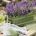Emsa Country Window Box - Jardinera resistente a los rayos UV, resistente...