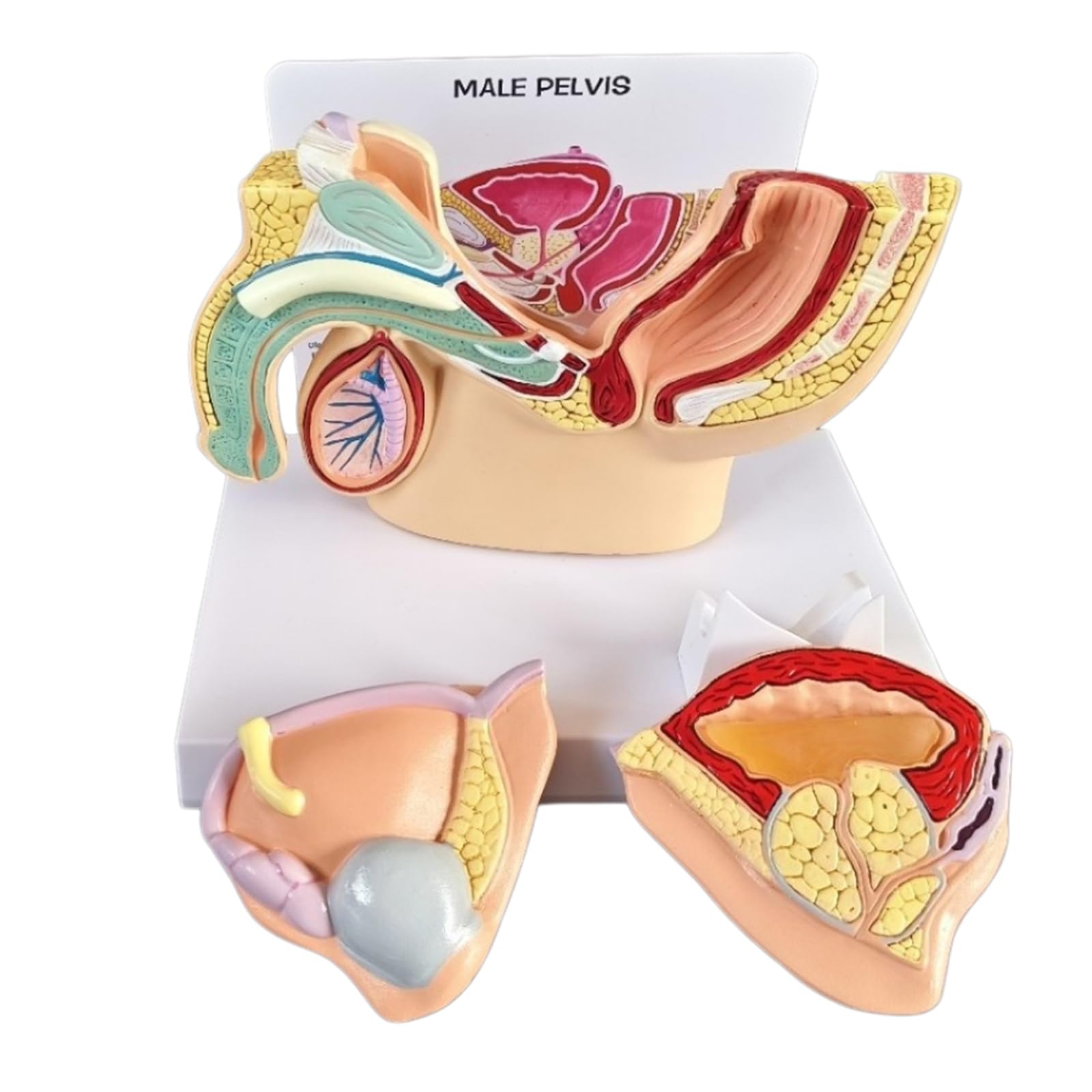 LKYLVEE Bladder Abdominal Model - Human Organ Anatomical Model Human Abdominal Cavity, Bladder and Prostate Model - for Study Teaching Display,Male Bladder
