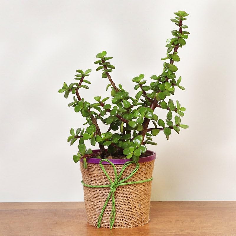 See full amazon price history chart for Air Purifier Indoor Growing Jade Plant Succulent Seeds- 35 Seeds - Grow Year Round Air Purifier Indoor Growing Jade Plant Succulent Seeds- 35 Seeds - Grow Year Round (B0C8PKGP2Q) Amazon Price History, Amazon Price Tracker