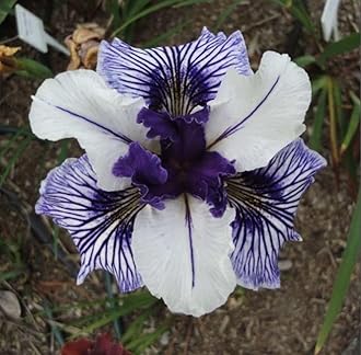 SVG® Dutch Iris Flower Bulbs for Your Home and Gardening Pack of 2 Bulbs (LITE PURPLE)