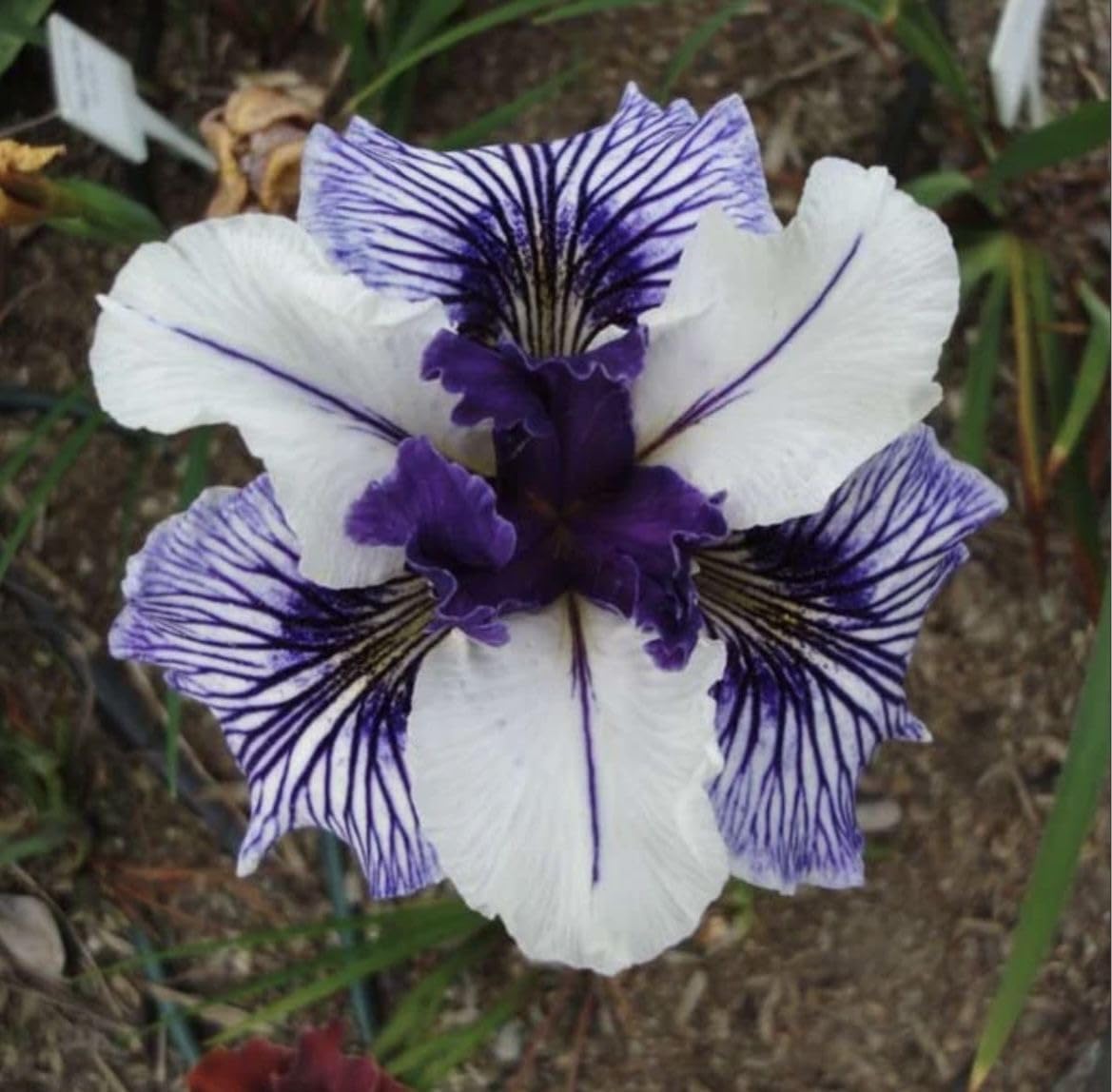 SVG® Dutch Iris Flower Bulbs for Your Home and Gardening Pack of 2 Bulbs (LITE PURPLE)
