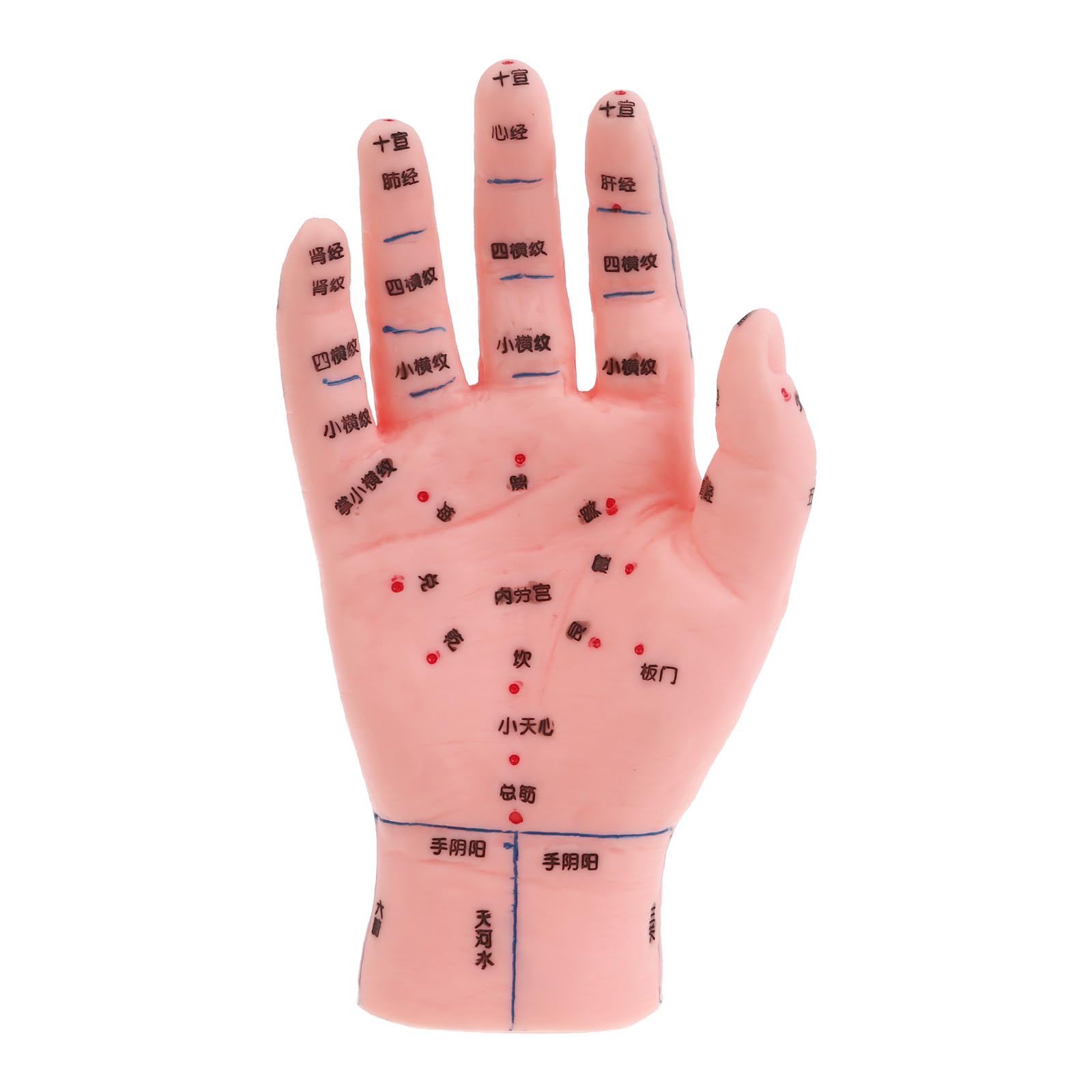 Amazon.co.jp: jebyltd 鍼灸フットモデル 手耳ツボマッサージゾーン