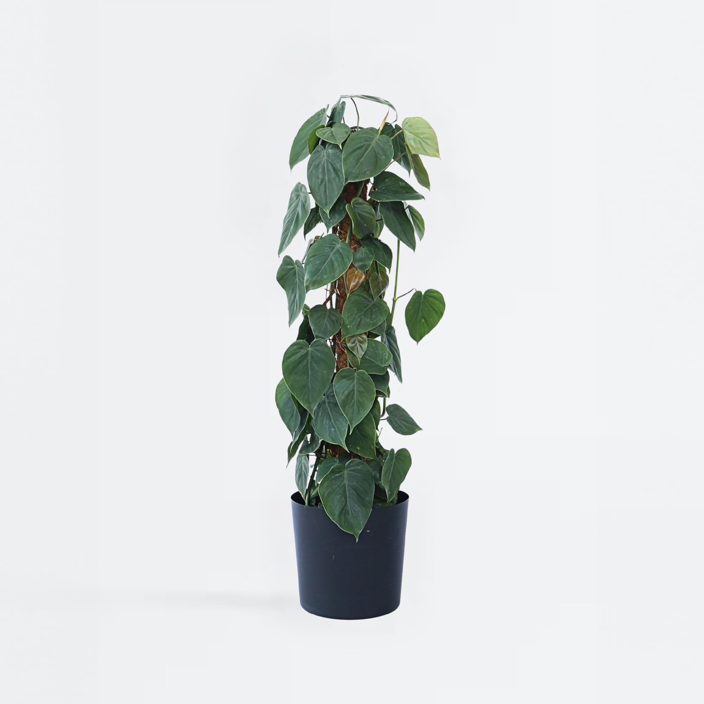 dieffenbachia tropic snow plant Dieffenbachia Tropic Snow - Beginner-friendly, Indoor Houseplants