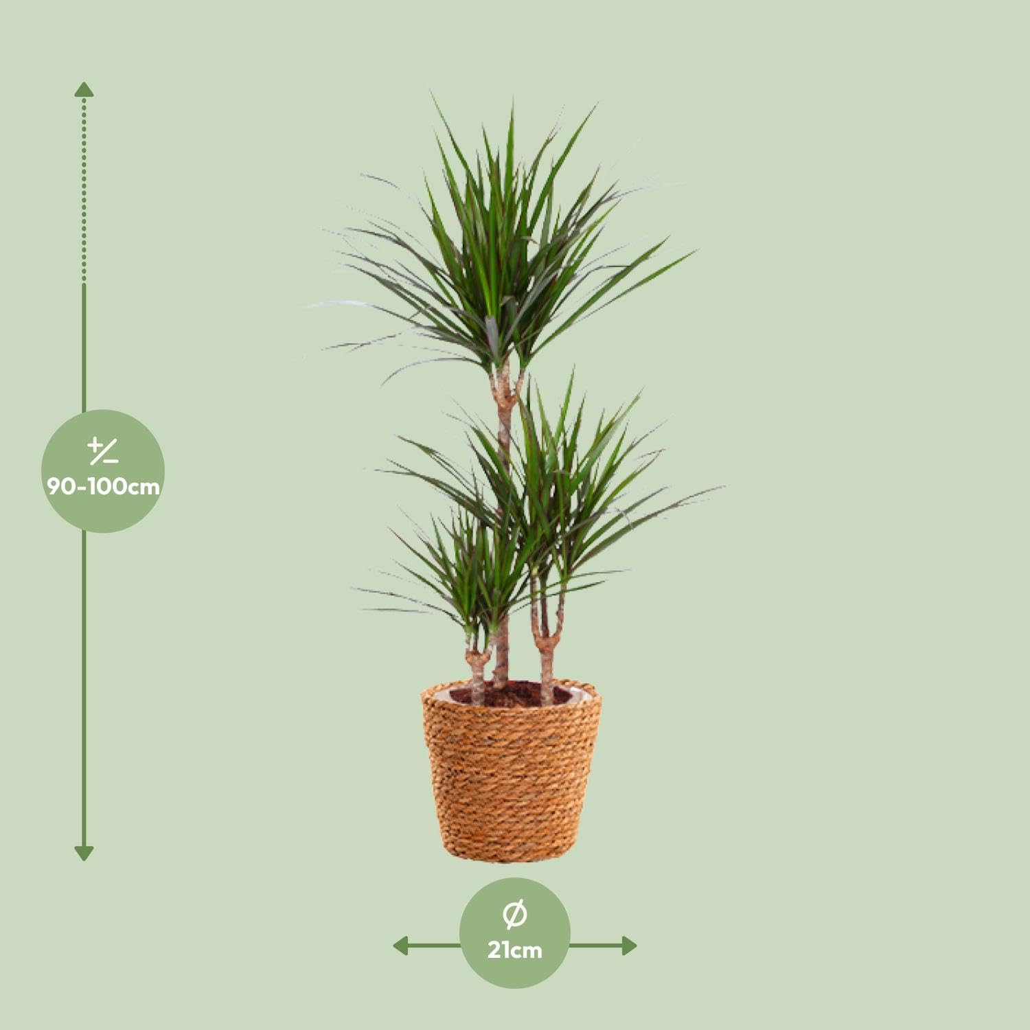 Dracaena Marginata con Cesto in Alga Marina, per Casa e Ufficio, 95cm