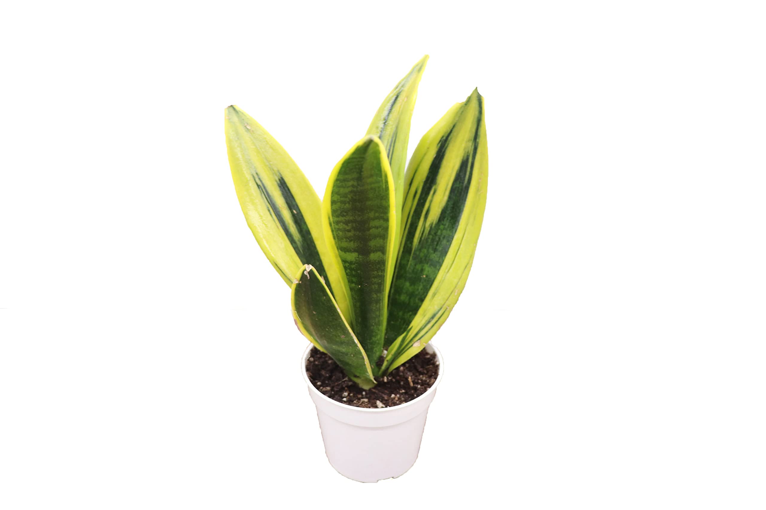 Sansevieria Golden Flame 30-40cm - Pianta Da Interno Variegata, Facile Da Curare