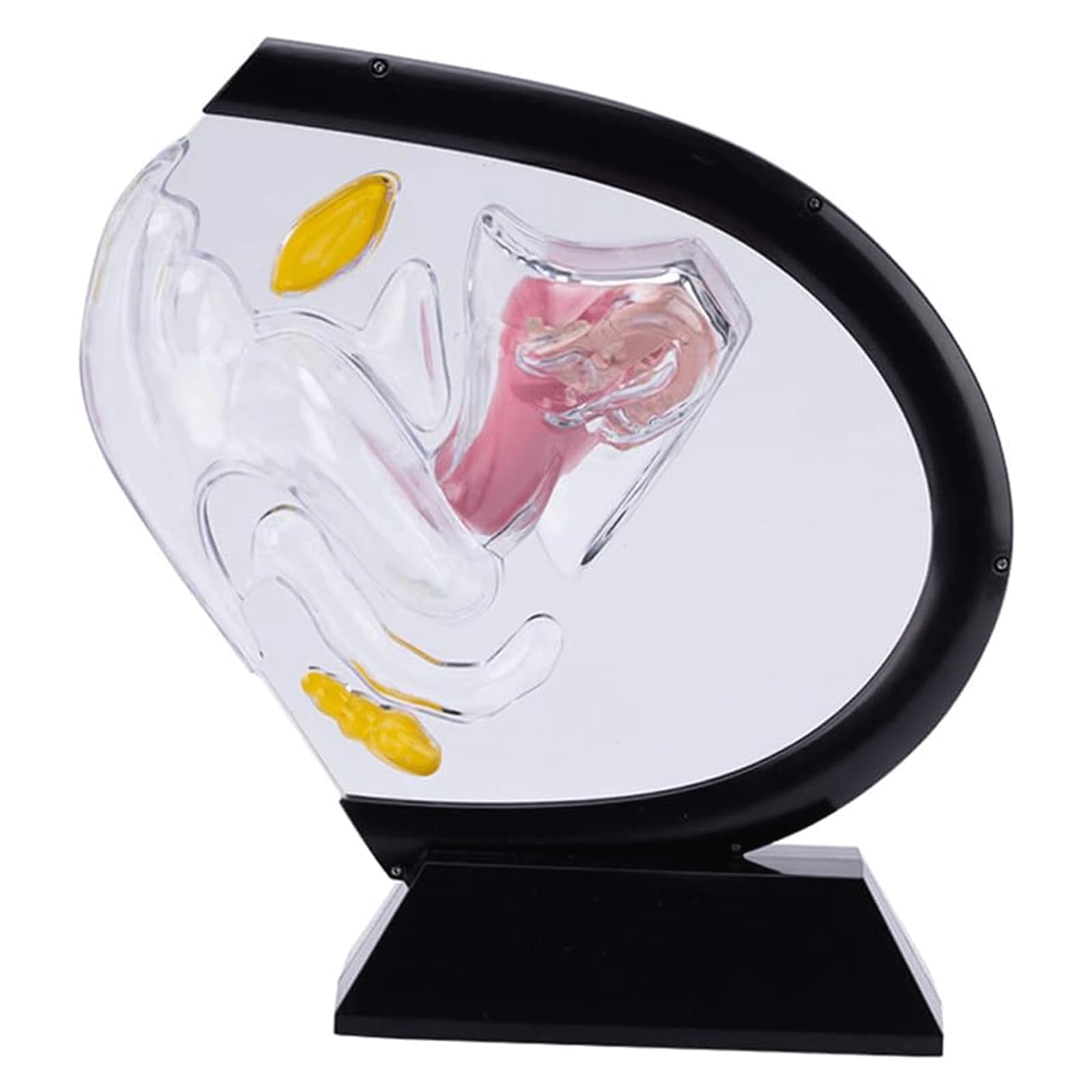 ATIJAA Transparent Uterus Model, Visible Human Vagina Anatomical Model Female Reproductive Organ Model,for Medical Educational Training Human Organ Model