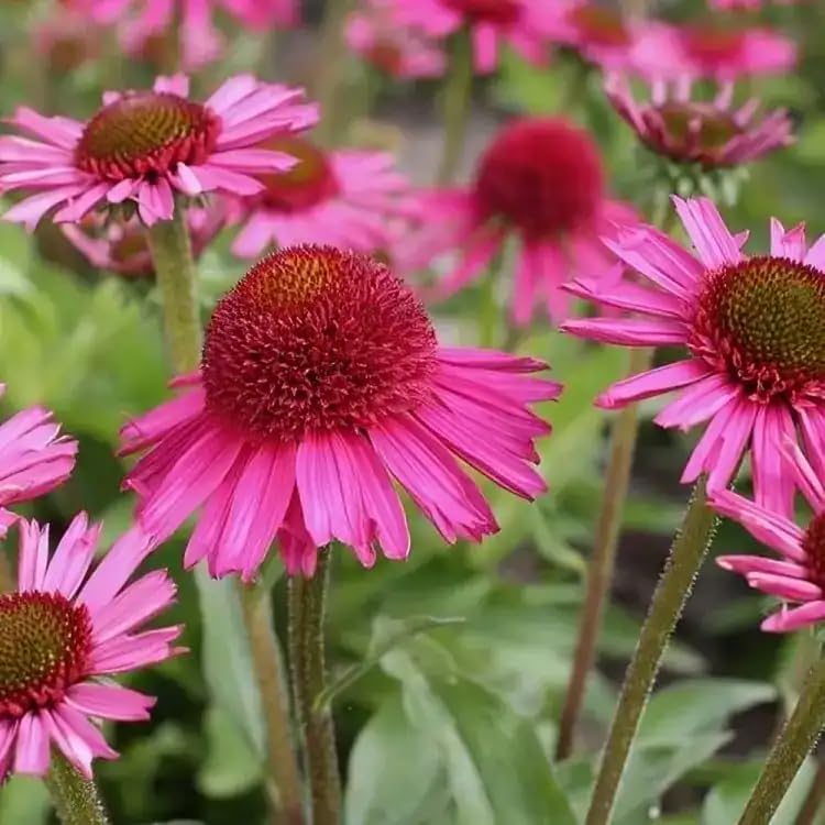 Echinacea 'Delicious Candy’ | Perennial Plant That is Ready to Plant Out | Comes Back Every Year (Hardy) | Flowers from Summer to Autumn | Middleton Nurseries (1L(11cm))