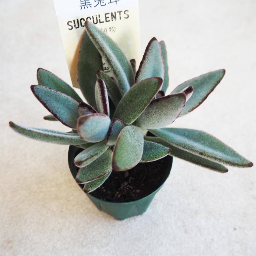 Amazon｜ITANSE 黒兎耳 2.5号 1個売り 多肉植物 K. tomentosa f
