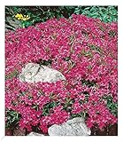 BALDUR Garten Winterharter Bodendecker Roter Teppich-Phlox, 3 Pflanzen Polsterphlox Polster-Flammenblume Polsterstauden Teppichphlox Moosphlox Phlox subulata, trockenresistent, bienenfreundlich