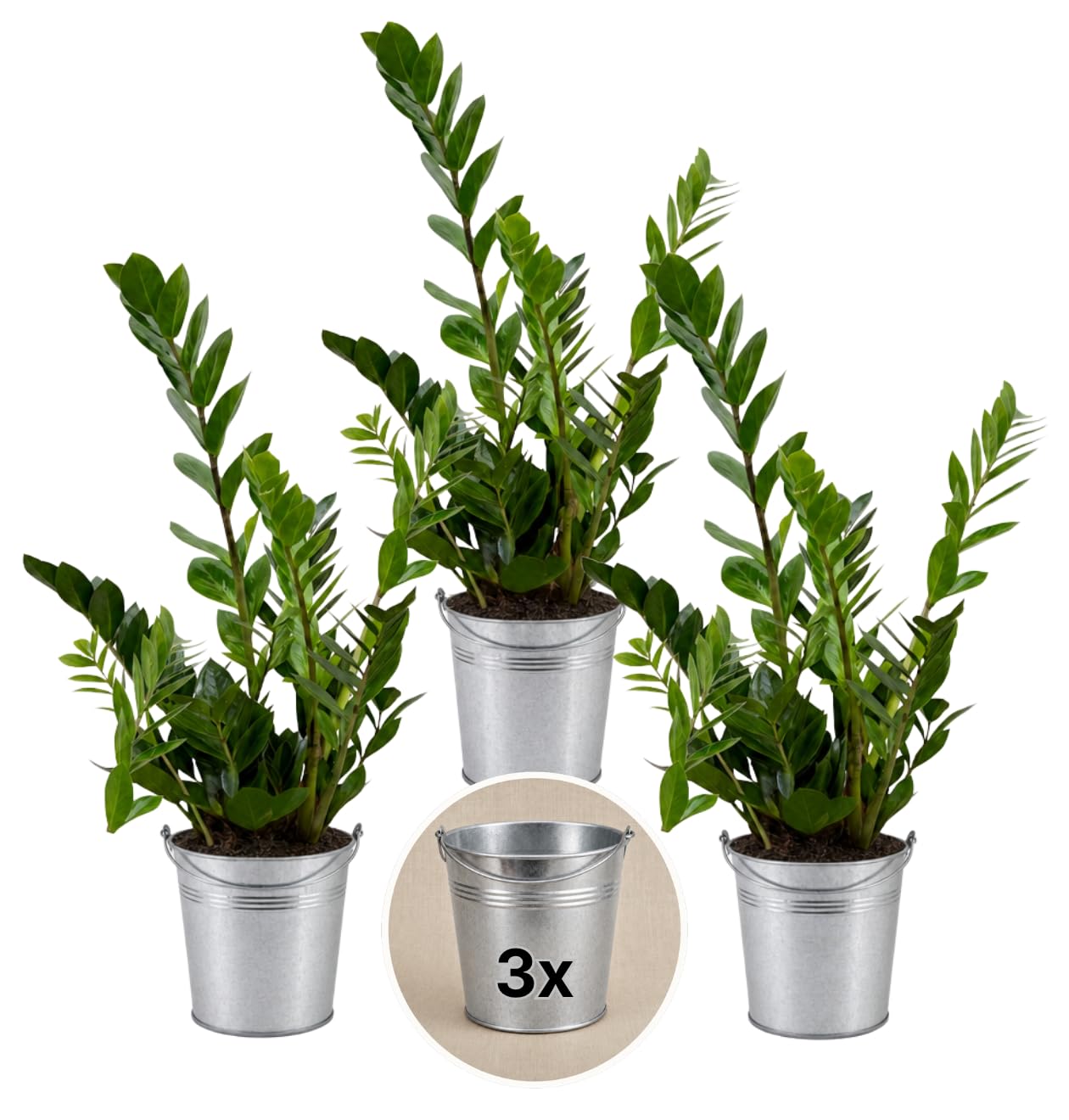 Glücksfeder + 3x Zinktopf | 3er-Set | Zamioculcas zamiifolia | ca. 40-50 cm | ø 12-15 cm Topf | Pflegeleichte Zimmerpflanzen für Wohnung und Büro | Qualität vom Pflanzen Profi