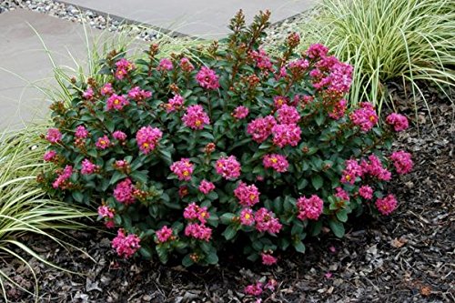 Miniature Pokomoke Pink Crape Myrtle