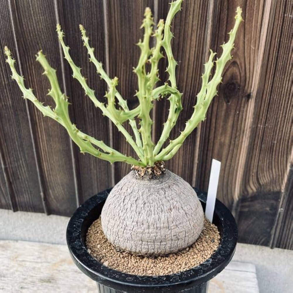 T061 珍奇塊根種 ユーフォルビア デシドゥア 現地球 T061 珍奇塊根種 ユーフォルビア デシドゥア 現地球 5/25輸入 K047