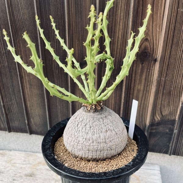 Amazon｜遊恵盆栽 コーデックス：ユーフォルビア デシドゥア 蓬莱島