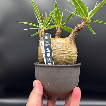 Amazon.co.jp: パキポディウム グラキリス 短枝 手乗り 発根済み 鉢