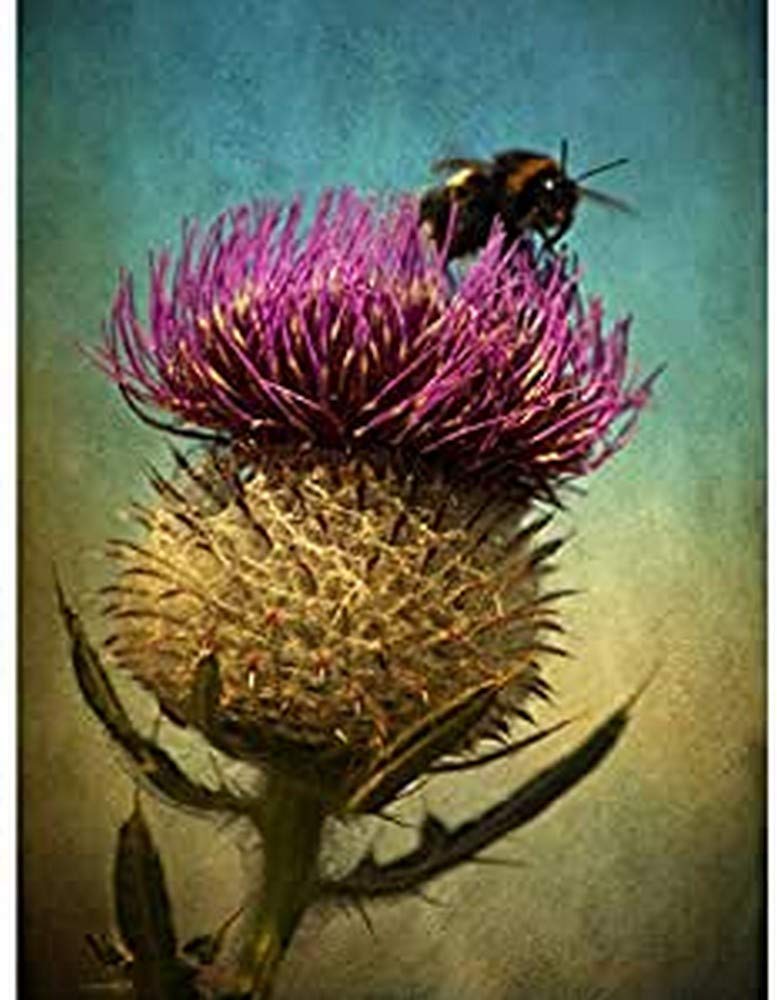 Wee Blue Coo Bumble Bee and Thistle Unframed Wall Art Print Poster Home Decor Premium