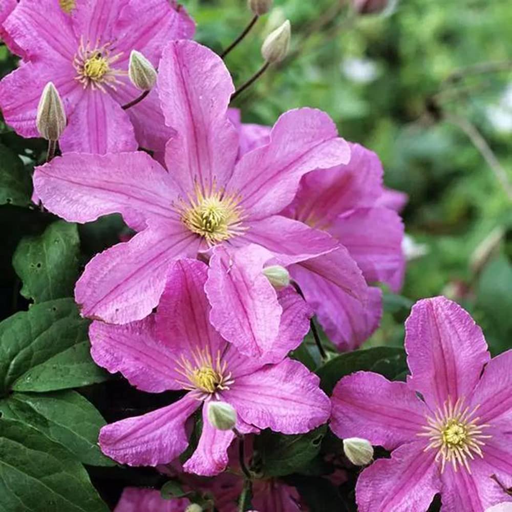 100pcs Pink Clematis Seeds Sweet Charming Simple Easy to plant in the garden Enjoy the joy of harvesting Essential evergreen flowers for everyday life