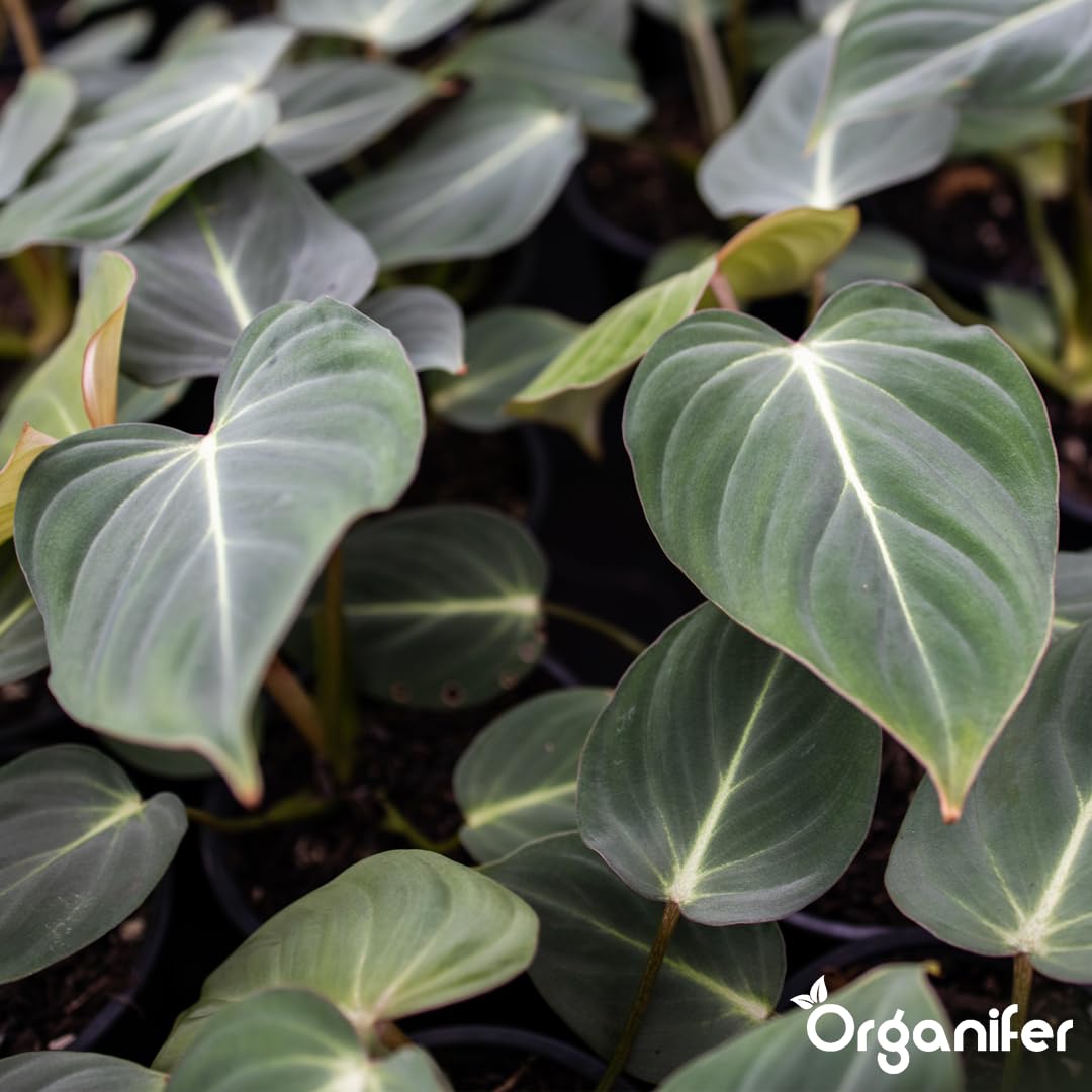 Philodendron Uniwersalny Nawóz Organiczny - 5x1L - NPK 2-1-8 | Zdrowe Liście - Silne Korzenie I Wysoka Plonność - Organifer