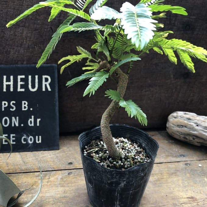Amazon.co.jp: 曲がり木 エバーフレッシュ 観葉植物 インテリア : DIY 
