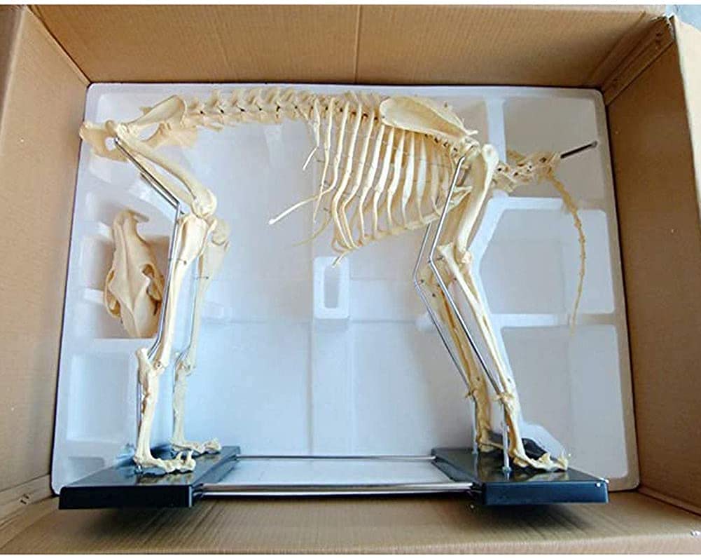 Amazon.co.jp: 犬の骨格標本モデル動物の解剖学の教育と人間の生物学の