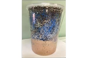 Insectsales.com Fruit Fly Starter Culture - Drosophila Hydei