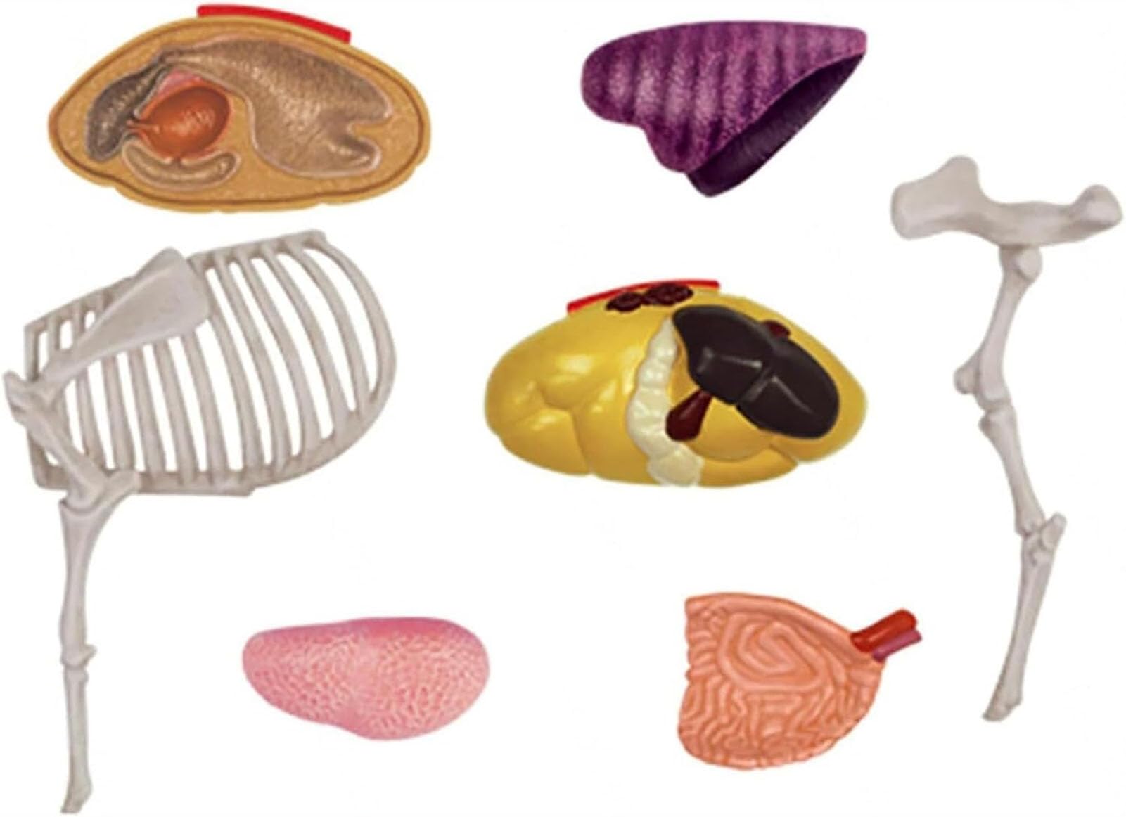 AMITD Modelo 4D de anatomía de vaca, 29 piezas, para entrenamiento y educación veterinaria