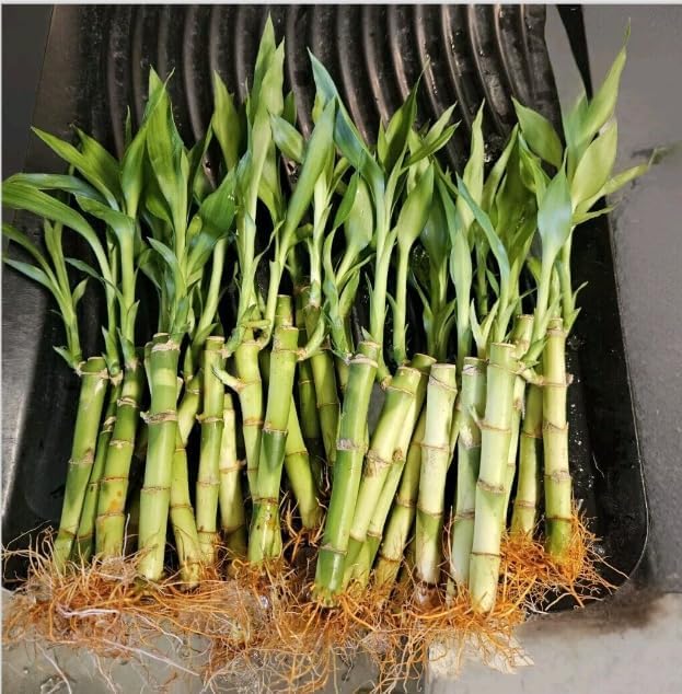 Lucky Bamboo 10 Stalks 4 inches with But...